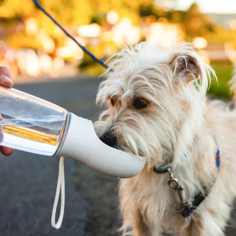 Gourde Portable pour Chien Blanc - Hydratation Facile et Sûre en Voyage avec Accessoires Animaux
