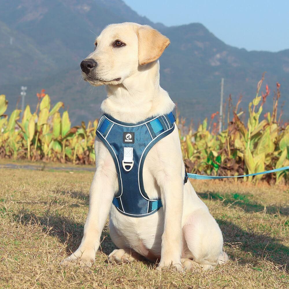Harnais Anti-Traction pour Chiens Bleu - Confort et Balade Agréable travel bo