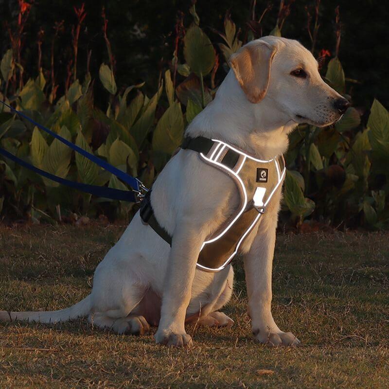 Harnais Anti-Traction pour Chiens - Accessoire Confort Chien Balade Agréable dog