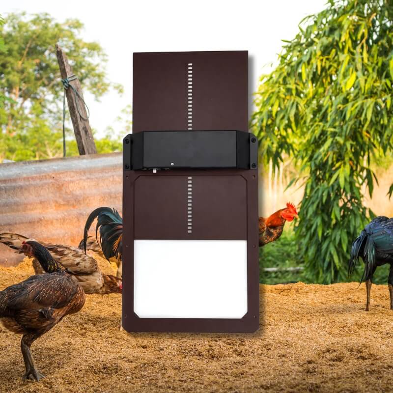 Porte Automatique de Poulailler offrant Confort et Sécurité aux Poules grâce à des Matériaux Durables