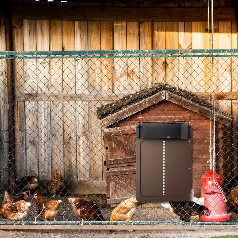 Porte Automatique de Poulailler - Sécurité & Confort des Poules avec Capteur Lumière
